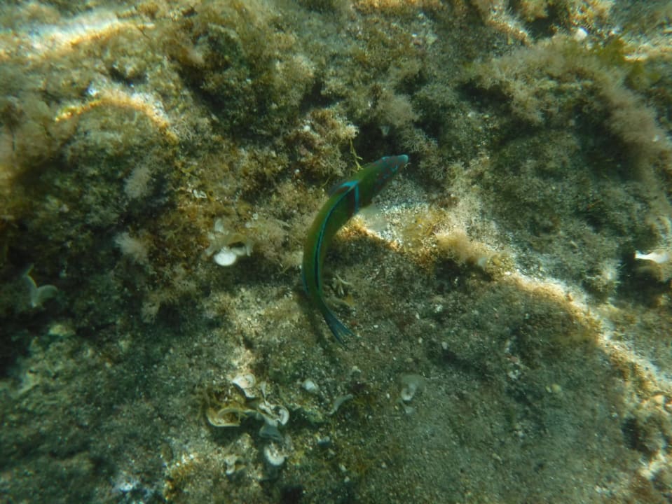 Strand Hotel Kalithea Horizon Royal