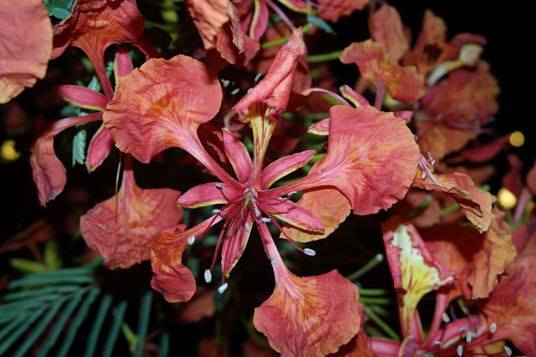 Blüte Cleopatra Luxury Resort Makadi Bay