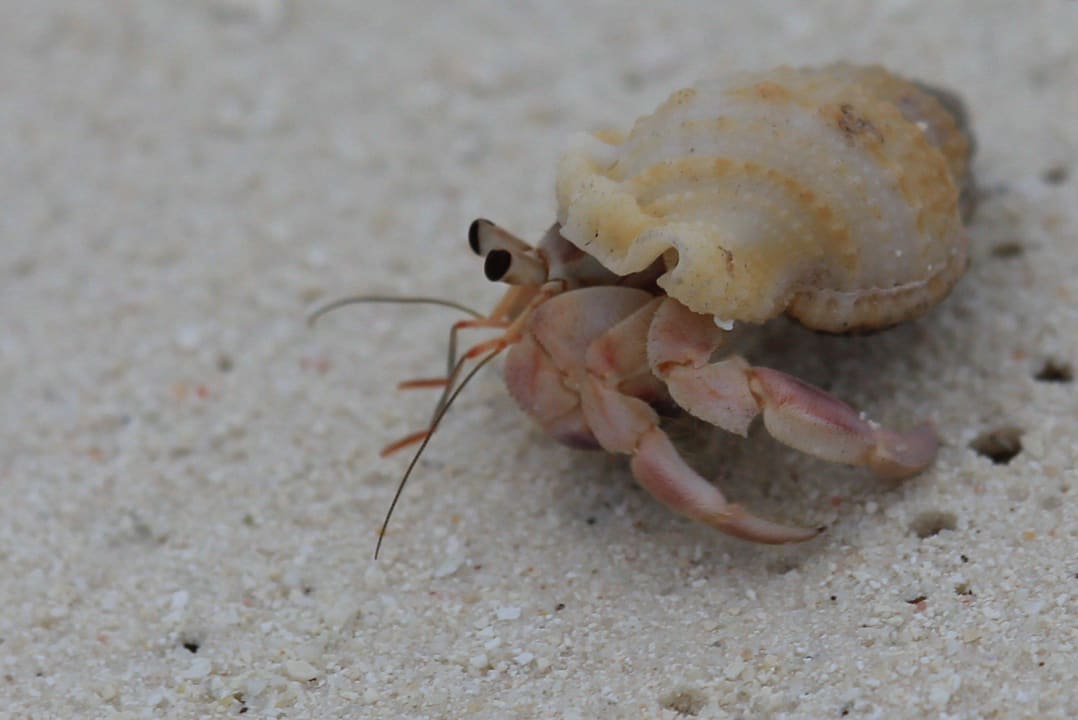Die sieht man überall am Stand NH Collection Maldives Reethi Resort