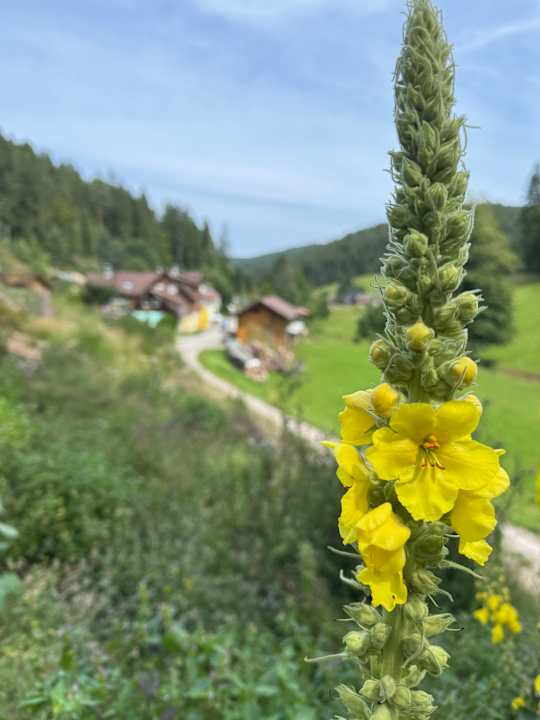 Ausblick Enztalhotel