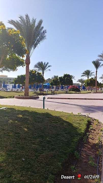 Gartenanlage Desert Rose