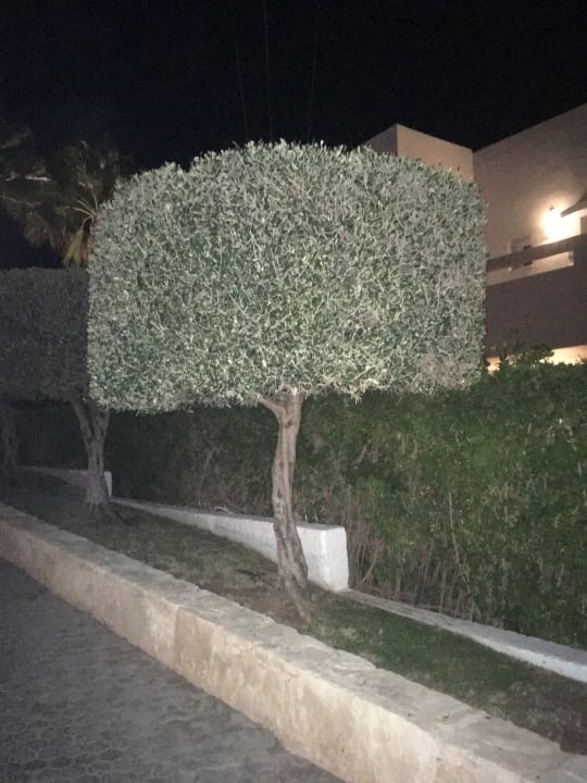 Gartenanlage Grand Hotel Holiday Resort