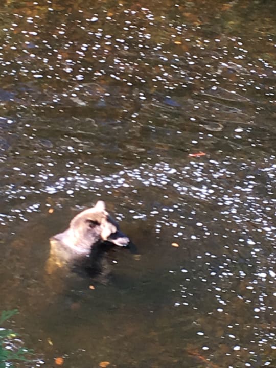 Sport & Freizeit Hotel Knight Inlet Lodge