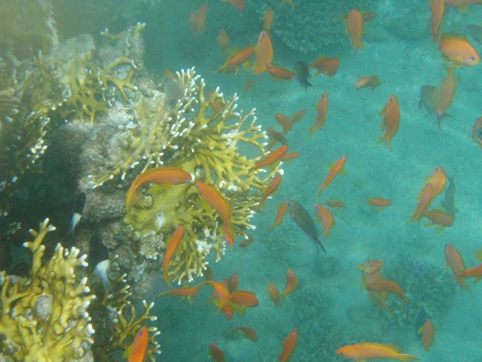 Das Hausriff Happy Life Village