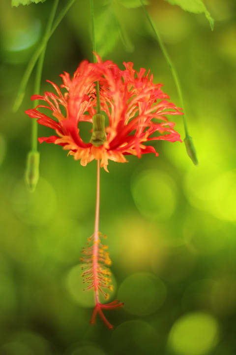 Schöne Blume Kuramathi Maldives