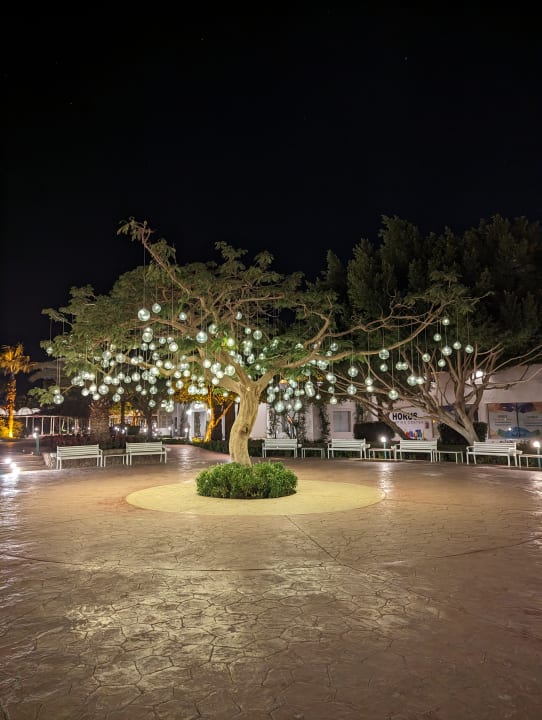 Ausblick Desert Rose