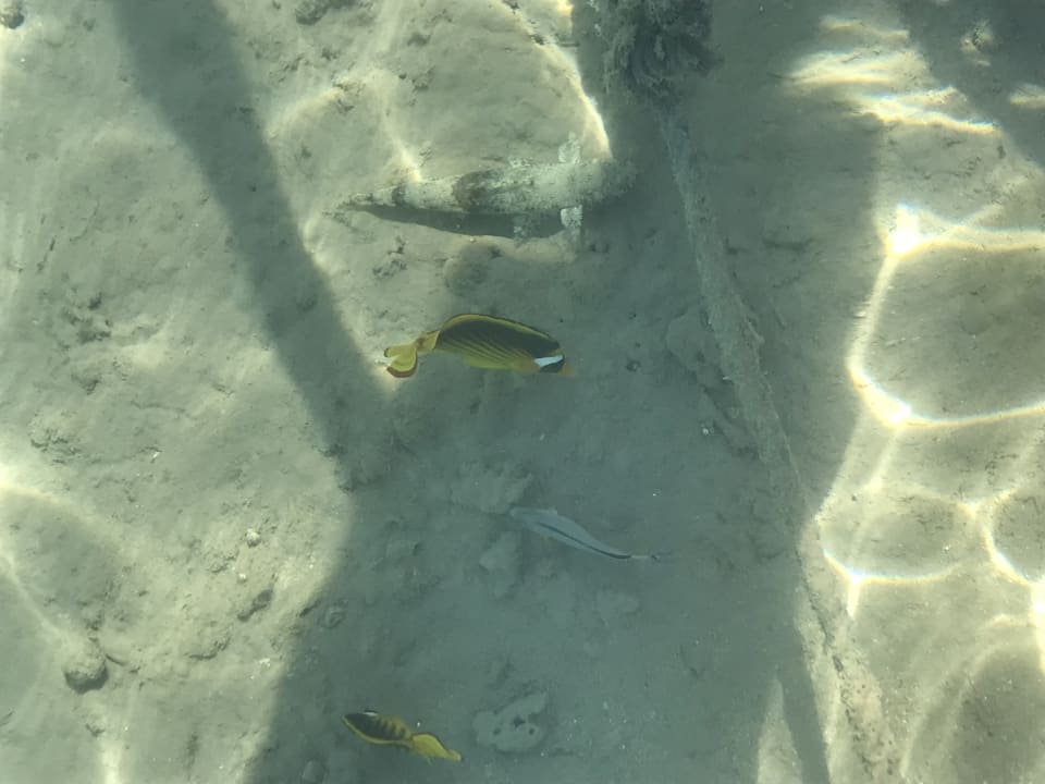 Strand Steigenberger Coraya Beach - Adults only