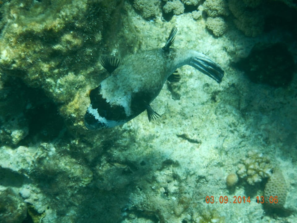 Kugelfisch/Hausriff Arabia Azur Resort