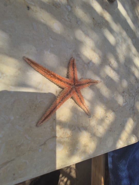 Strand Pickalbatros Citadel Resort