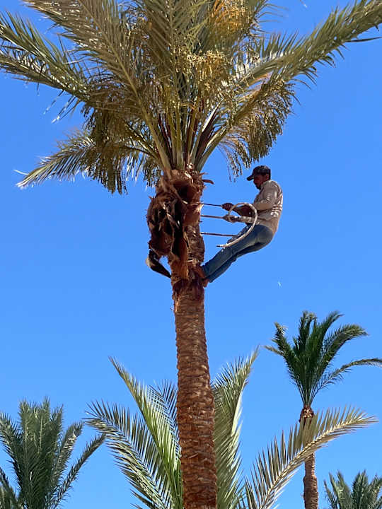 Gartenanlage Steigenberger Coraya Beach - Adults only