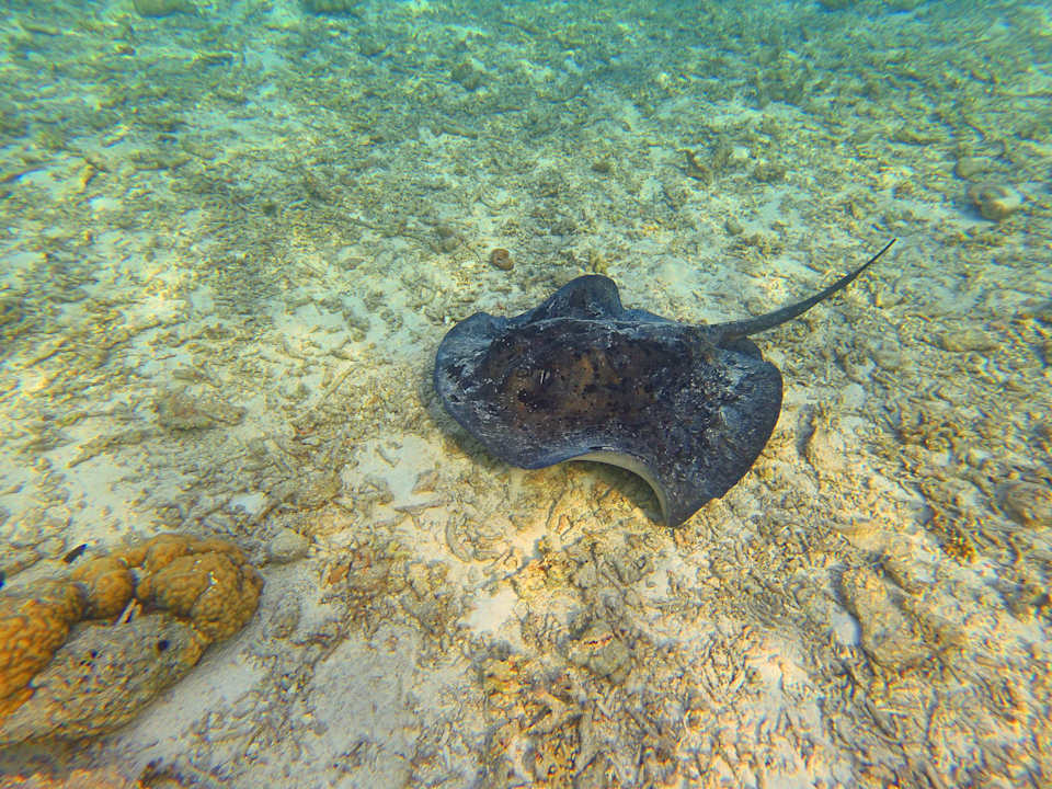 Sport & Freizeit Summer Island Maldives