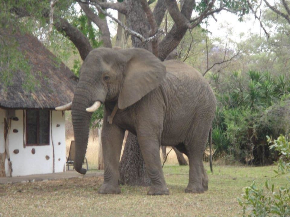 Direkt vor dem Rondabel Makutsi Safari Farm