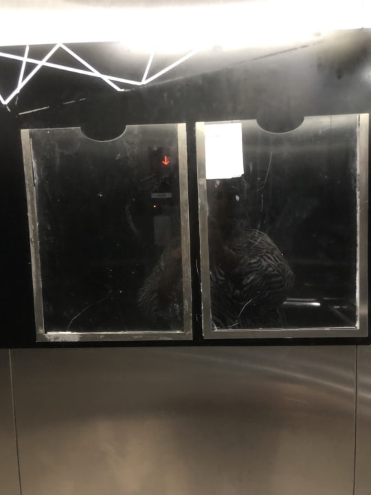 Sonstiges Royal Seginus