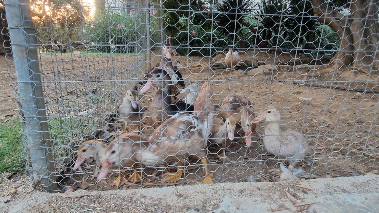 Gartenanlage Hotel Geranion Village