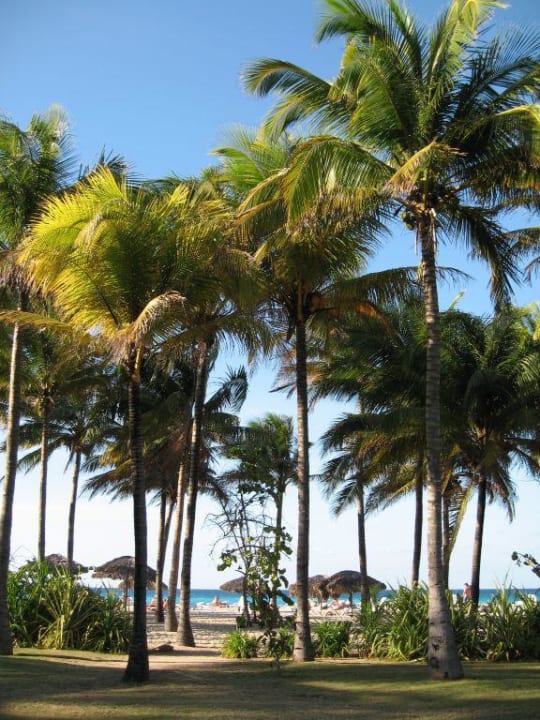 Gartenanlage Hotel Puntarena Playa Caleta