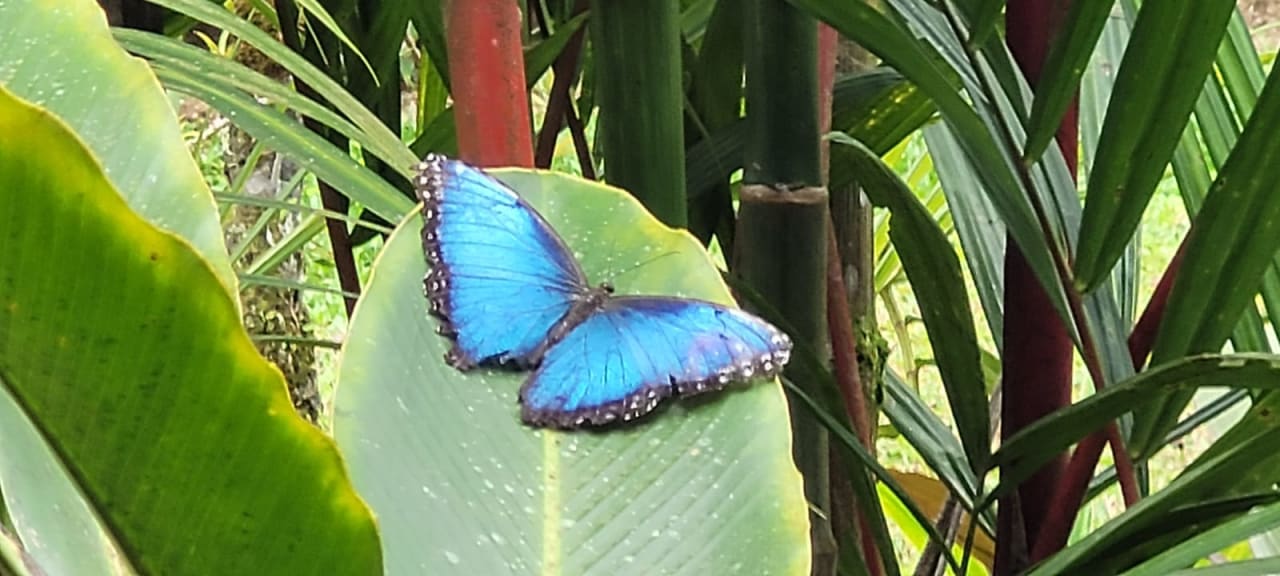 Gartenanlage Volcano Lodge, Hotel & Thermal Experience