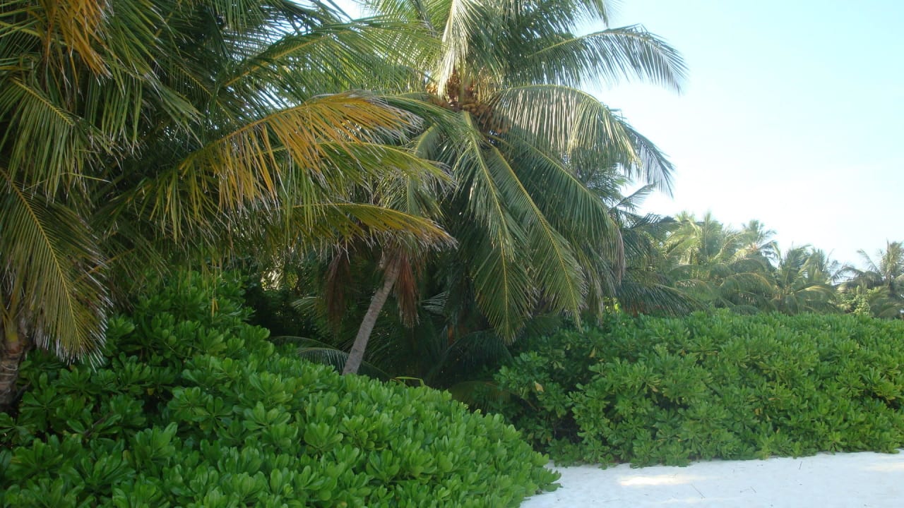 Strandvegetation Richtung Wasserbungi Fihalhohi Maldives