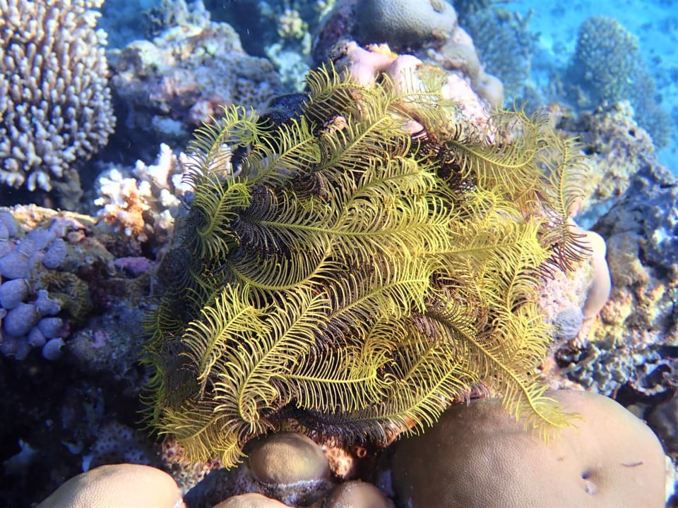 Sport & Freizeit Filitheyo Island Resort