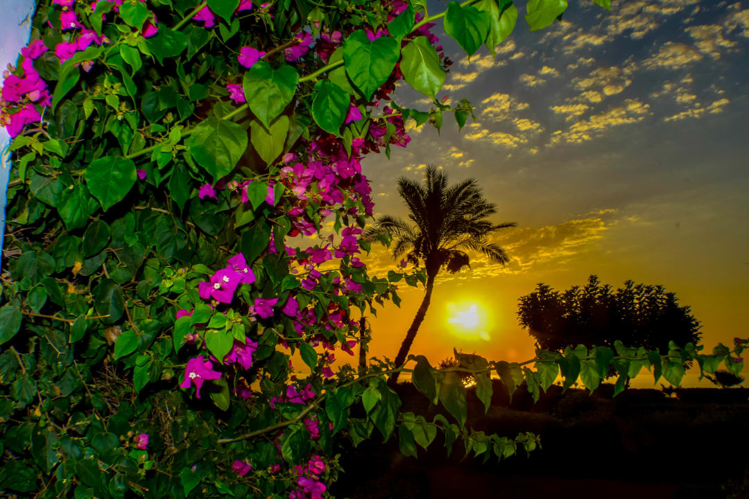 Gartenanlage Three Corners Equinox Beach Resort