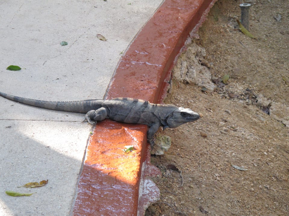 Leguane Grand Palladium Colonial Resort & Spa