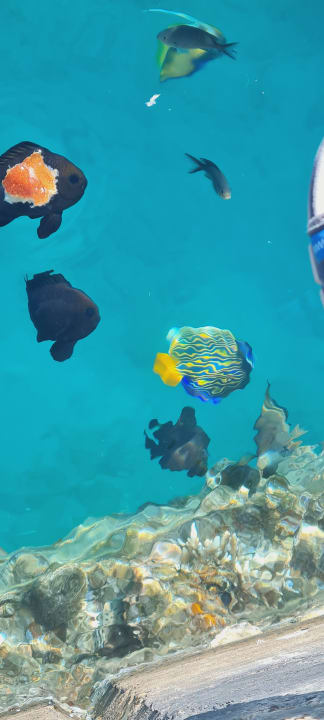 Ausblick Pickalbatros Sea World Resort - Marsa Alam