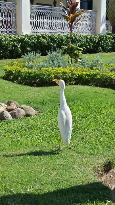Bewohner Hotel Riu Negril