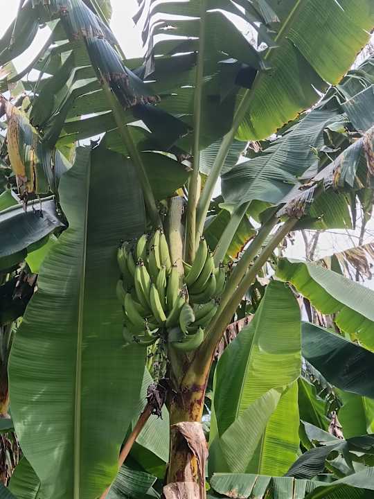 Gartenanlage Dreams La Romana Resort & Spa