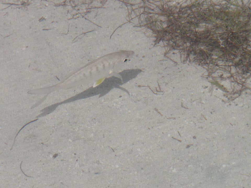 Fische vor der Haustür Hotel Riu Negril