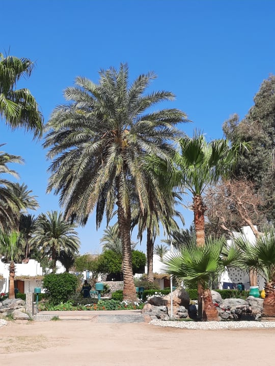 Gartenanlage Shams Safaga Resort