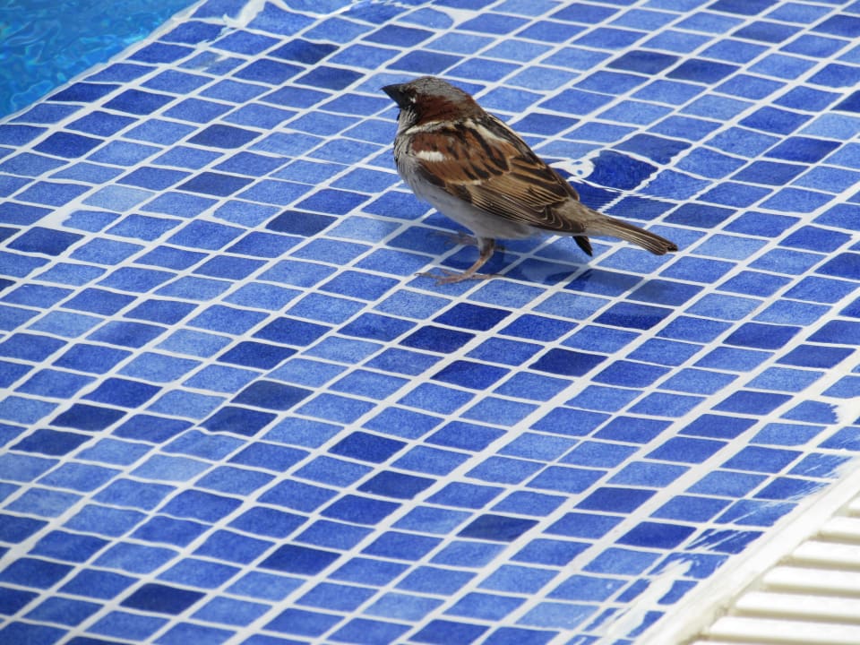 Aufräumer am Pool Hotel Riu Chiclana