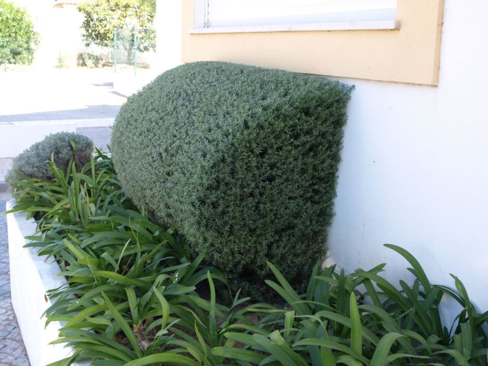 Zieleń przy budynkach Golden Club Cabanas