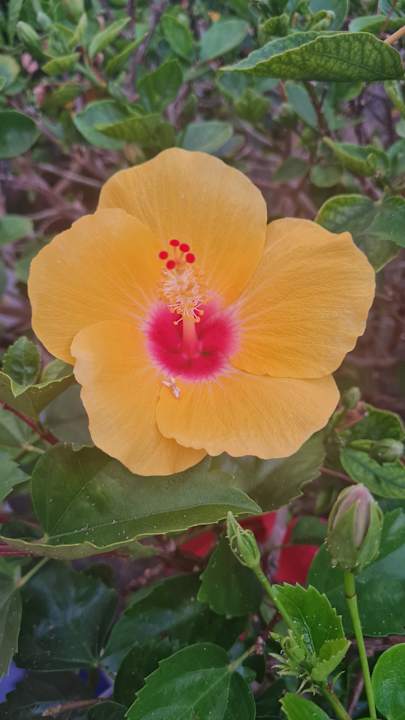 Gartenanlage allsun Hotel Los Hibiscos