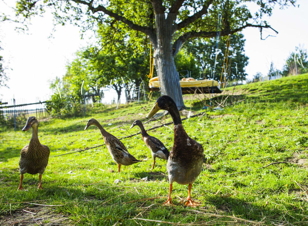 Enten beobachten Gästezimmer SELBSTgemacht
