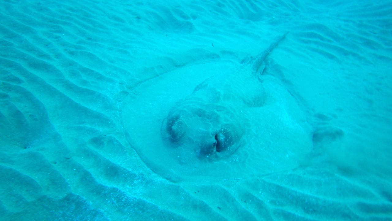 Stechrochen Lahami Bay Beach Resort