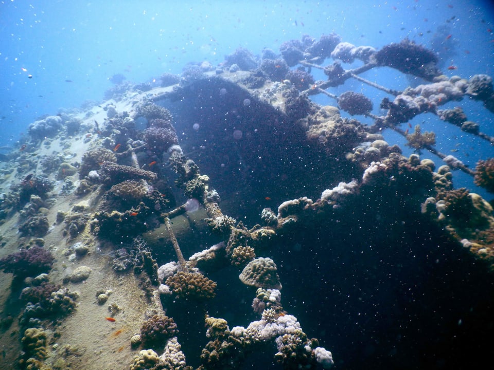 Wrack bei Abu Ghusun Hotel Gorgonia Beach Resort
