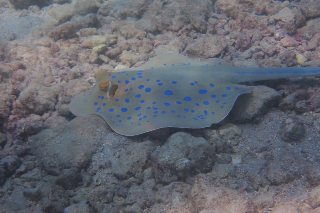Strand Pickalbatros Citadel Resort