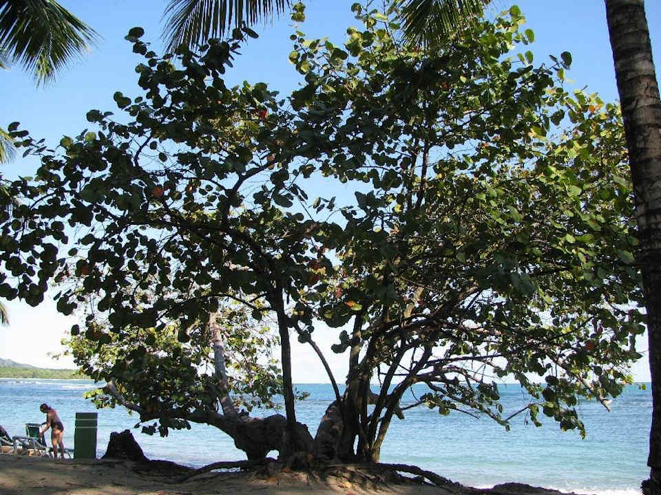 Strand Playabachata Hotel
