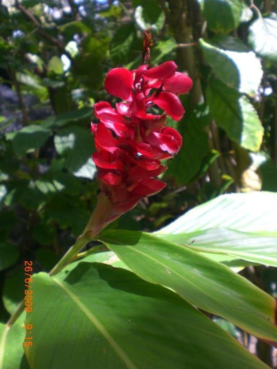 Wie heißt sie? Summer Island Maldives