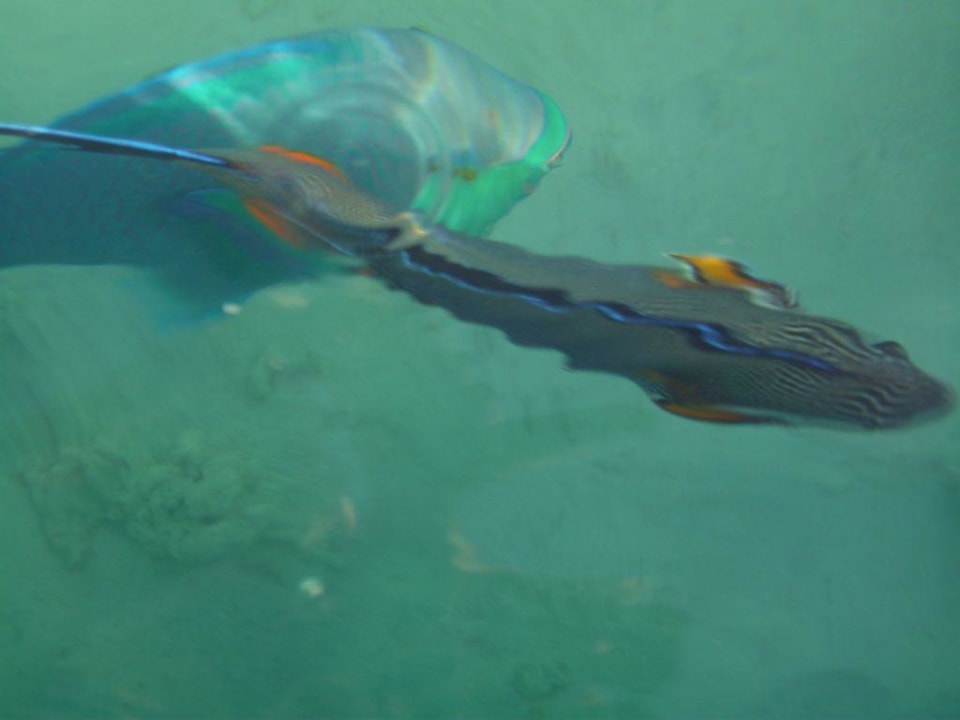 direkt vom Steg kann man die Fische fotografieren Reef Oasis Beach Resort