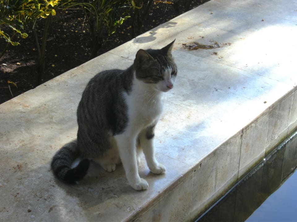 Hotelkatzen Iberostar Waves Paraiso del Mar