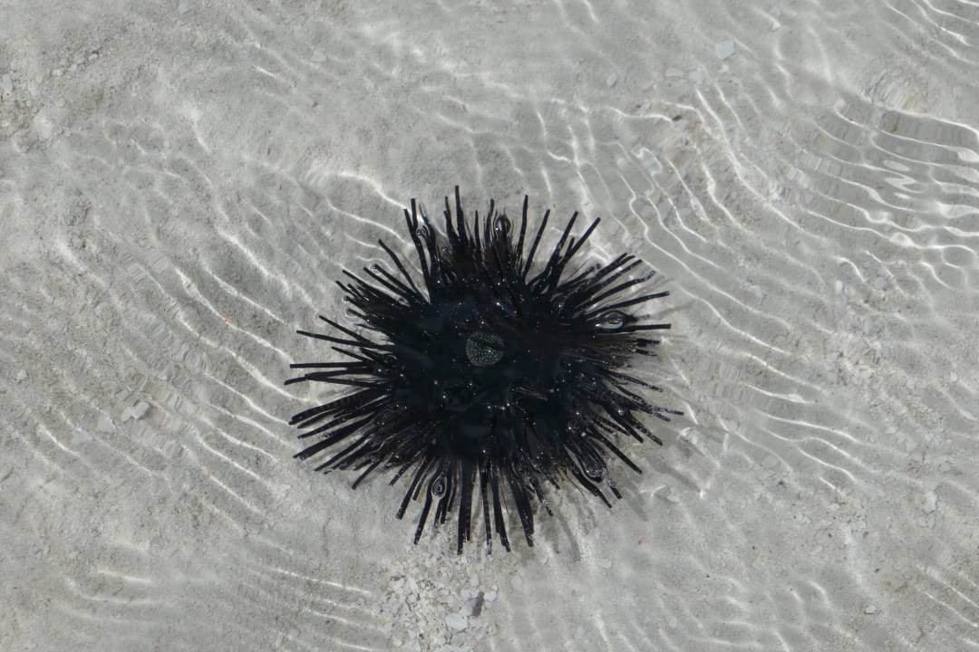 Strand Neptune Paradise Beach Resort & Spa