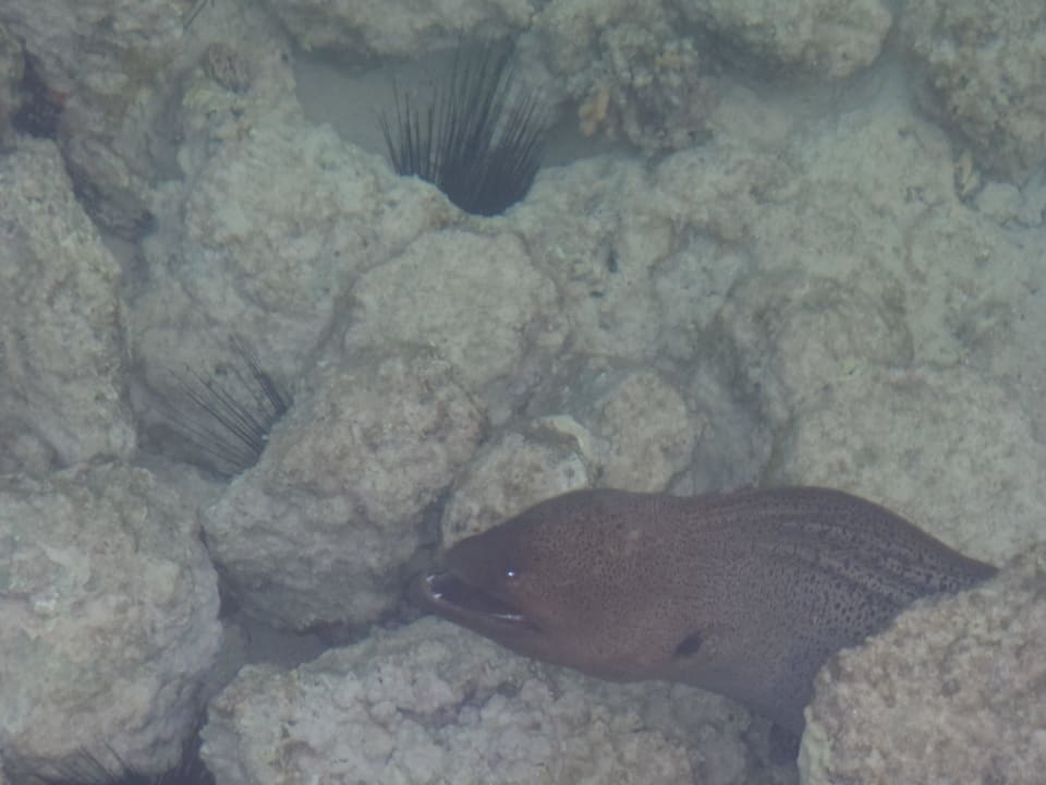 Unheimlich Three Corners Sea Beach Resort