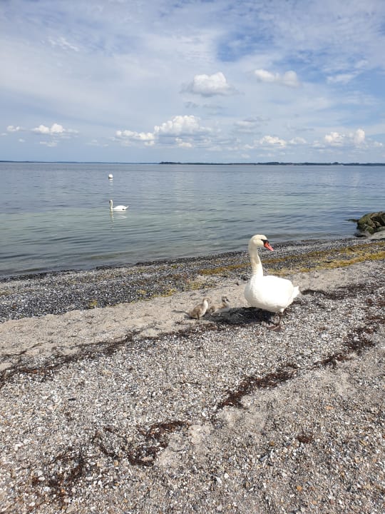 Strand BEECH Resort Boltenhagen