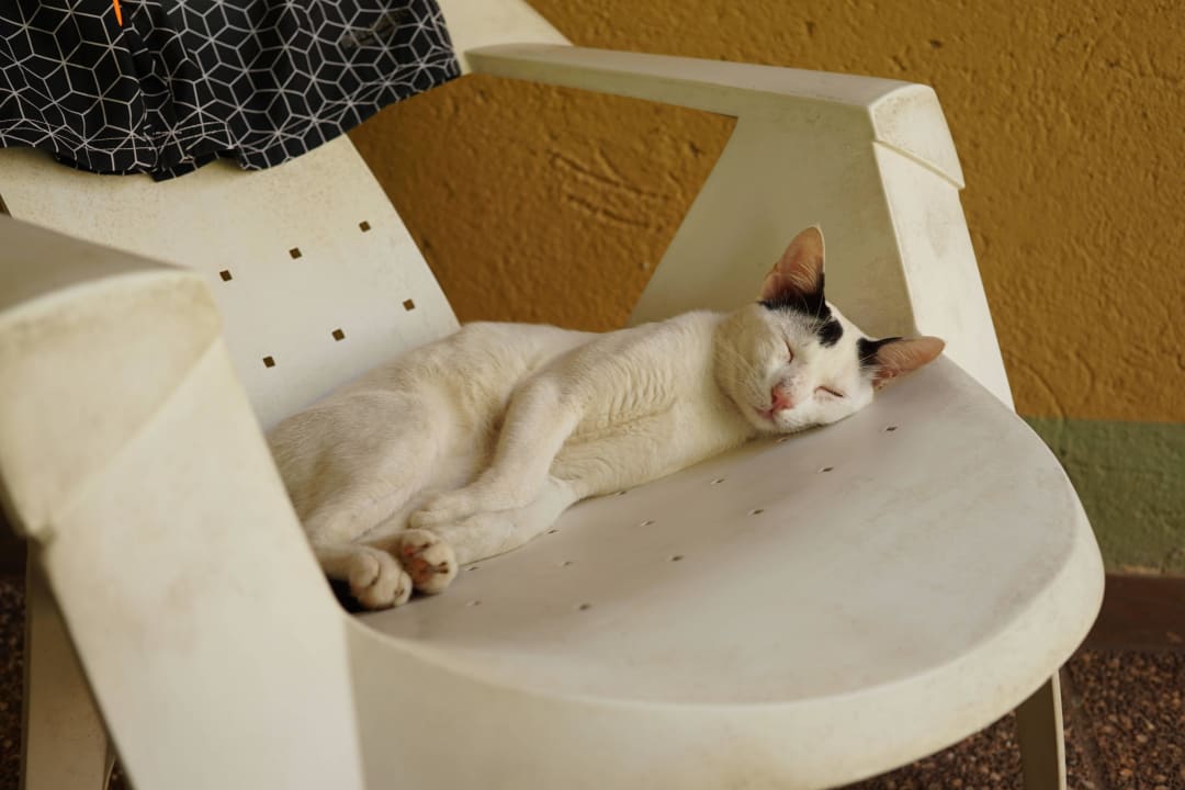 Hausbewohner Club Palm Bay