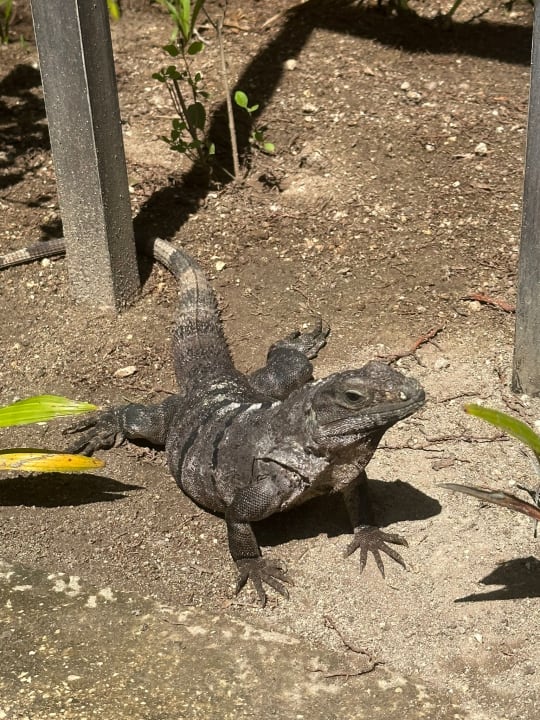 Gartenanlage Akumal Bay Beach & Wellness Resort