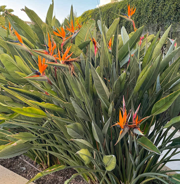 Gartenanlage Iberostar Selection Playa de Palma