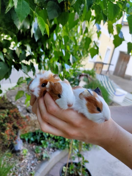 Sonstiges Obergrafenberger Bauernhof