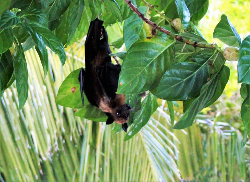 Flughund Adaaran Select Meedhupparu Island Resort - Premium All Inclusive