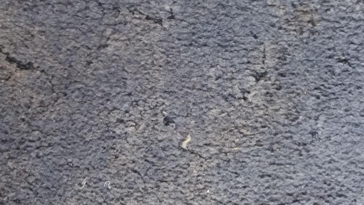 Nicht gesaugt DAS Club Hotel Sunny Beach