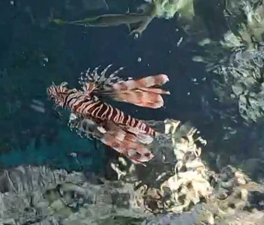 Strand Pickalbatros Palace Hotel-Port Ghalib